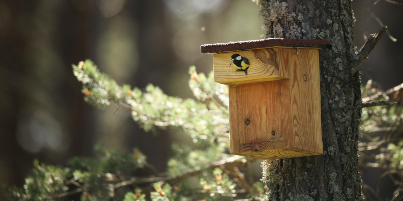 Mésange charbonnière (Parus major) sortant d'un nichoir à balcon © Laurent del Fabbro